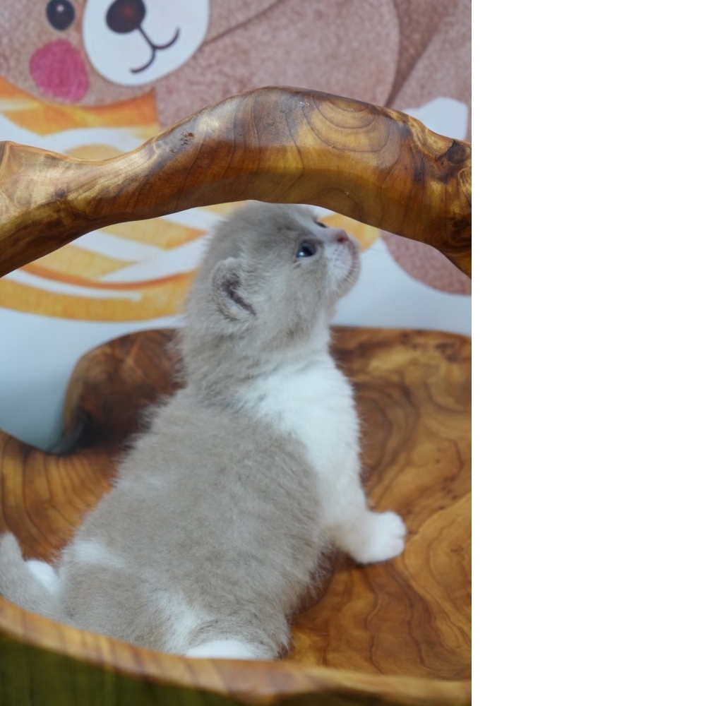 紫丁香賓士英短貓咪(