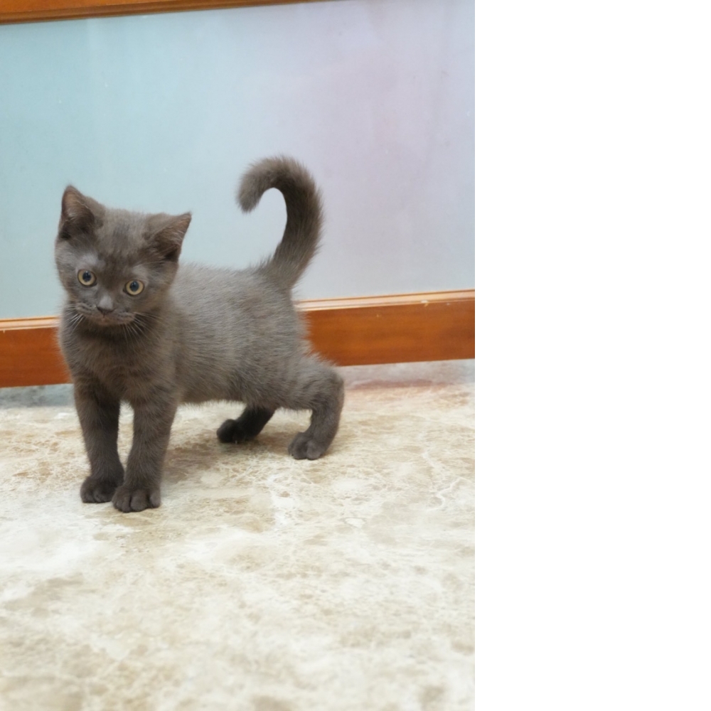 肉桂色英短貓咪(20