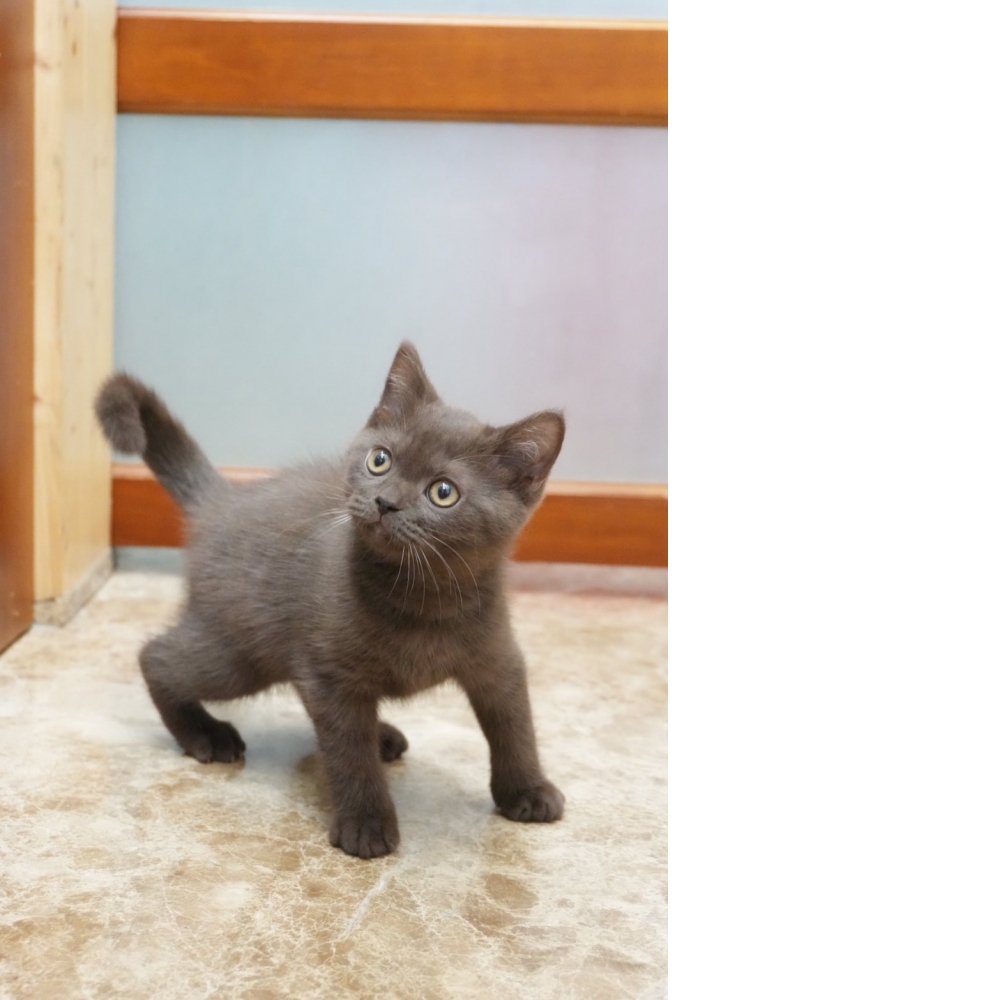 肉桂色英短貓咪(2026.01.01誕生)