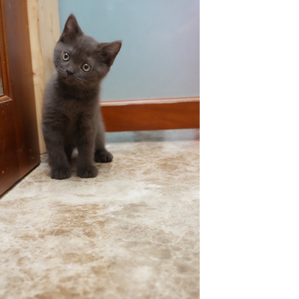 肉桂色英短貓咪(2026.01.01誕生)