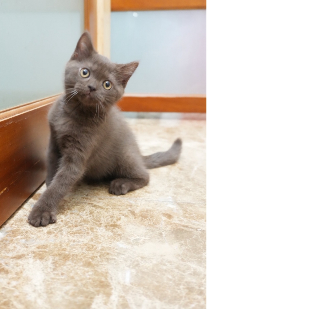 肉桂色英短貓咪(2026.01.01誕生)