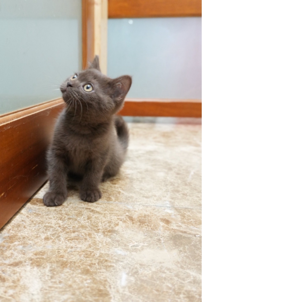 肉桂色英短貓咪(2026.01.01誕生)