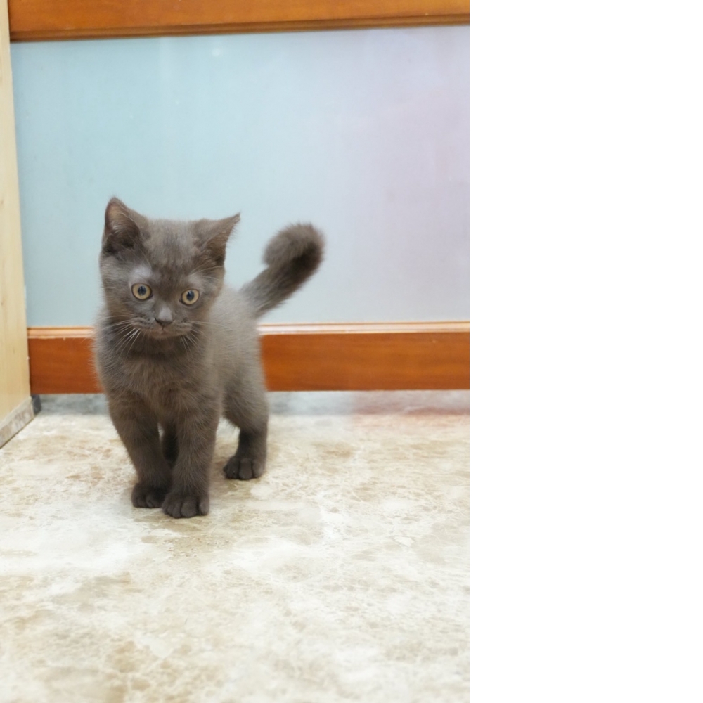 肉桂色英短貓咪(2026.01.01誕生)