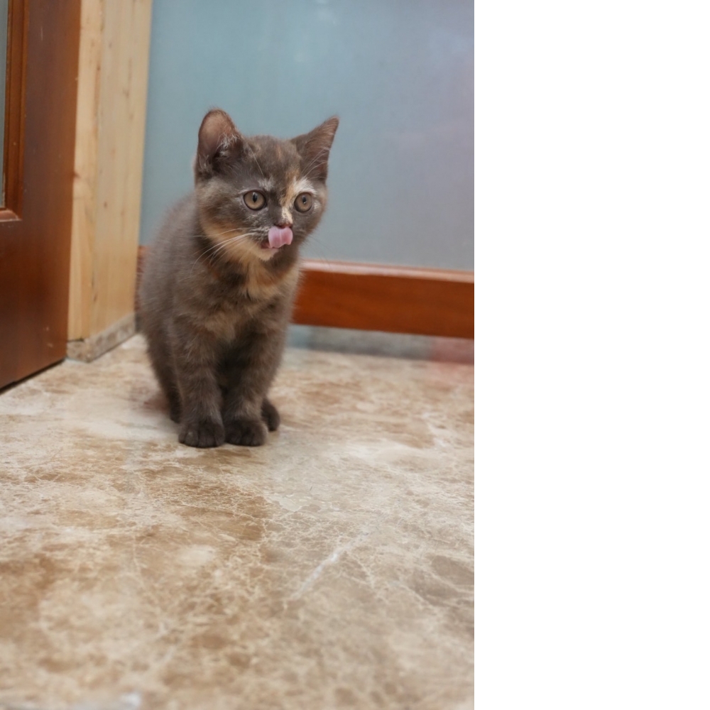 肉桂色3花英短貓咪(