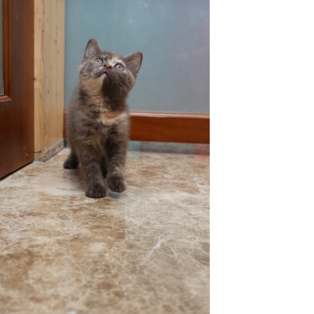 肉桂色3花英短貓咪(2026.01.01誕生)