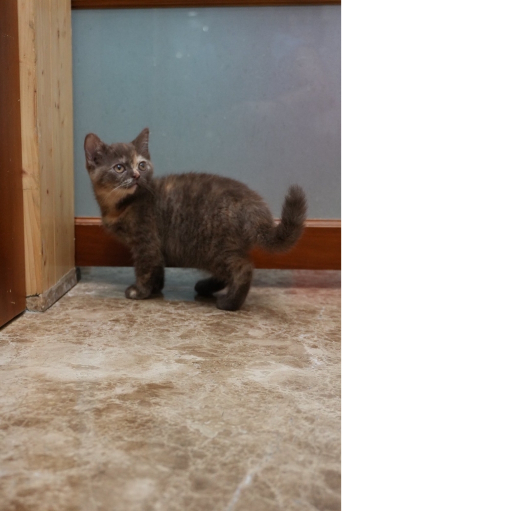 肉桂色3花英短貓咪(2026.01.01誕生)