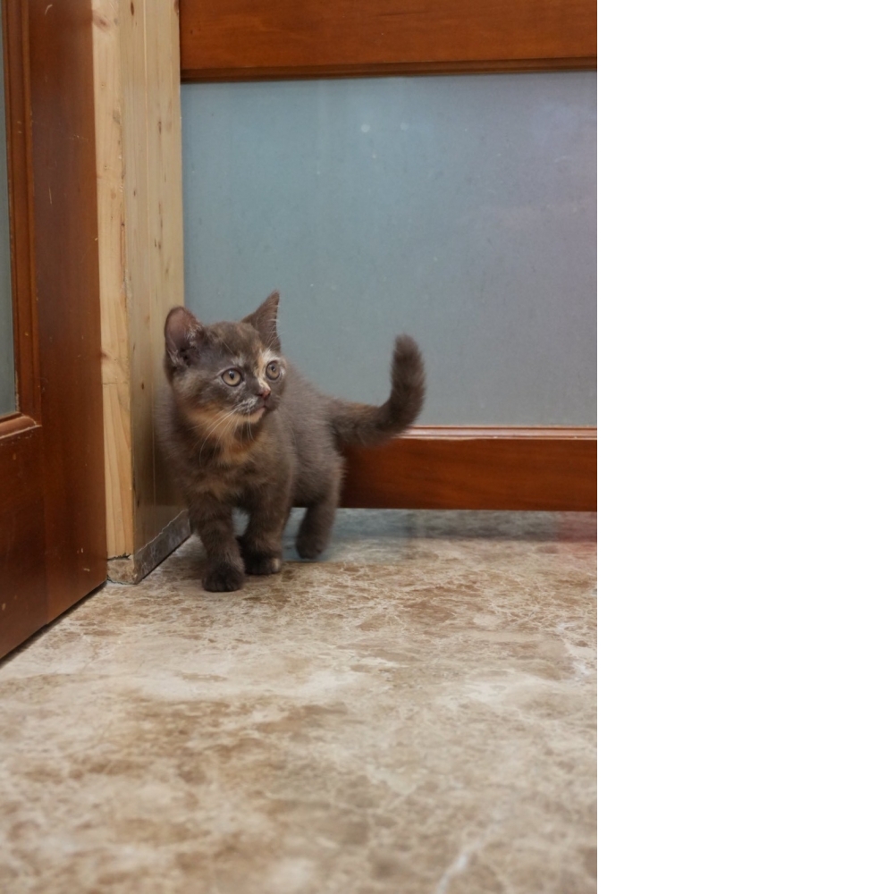 肉桂色3花英短貓咪(2026.01.01誕生)