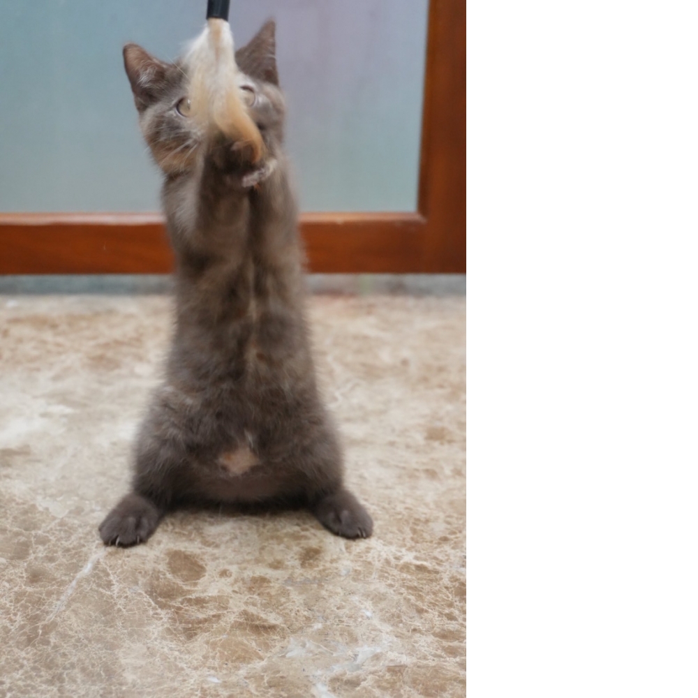 肉桂色3花英短貓咪(2026.01.01誕生)