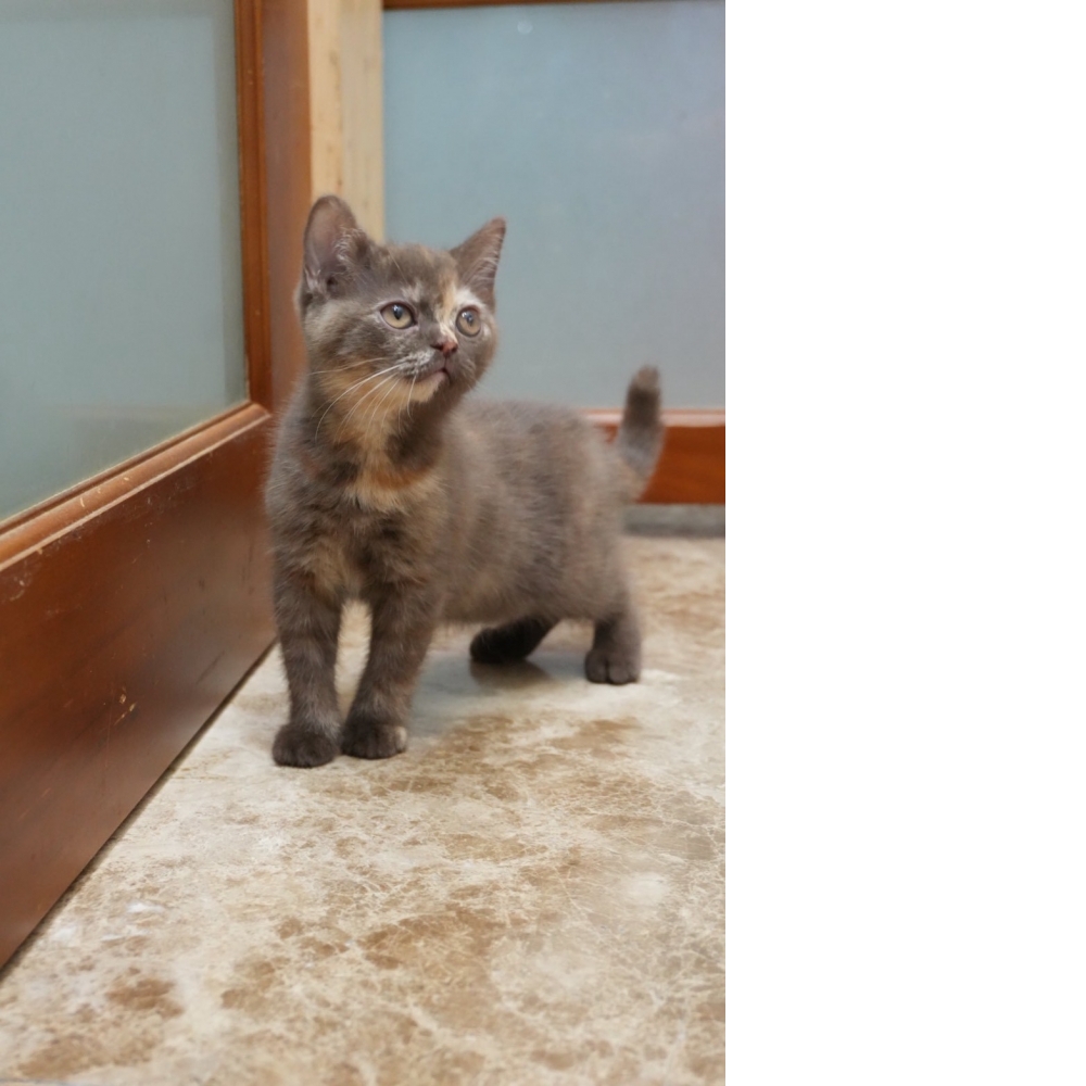 肉桂色3花英短貓咪(2026.01.01誕生)
