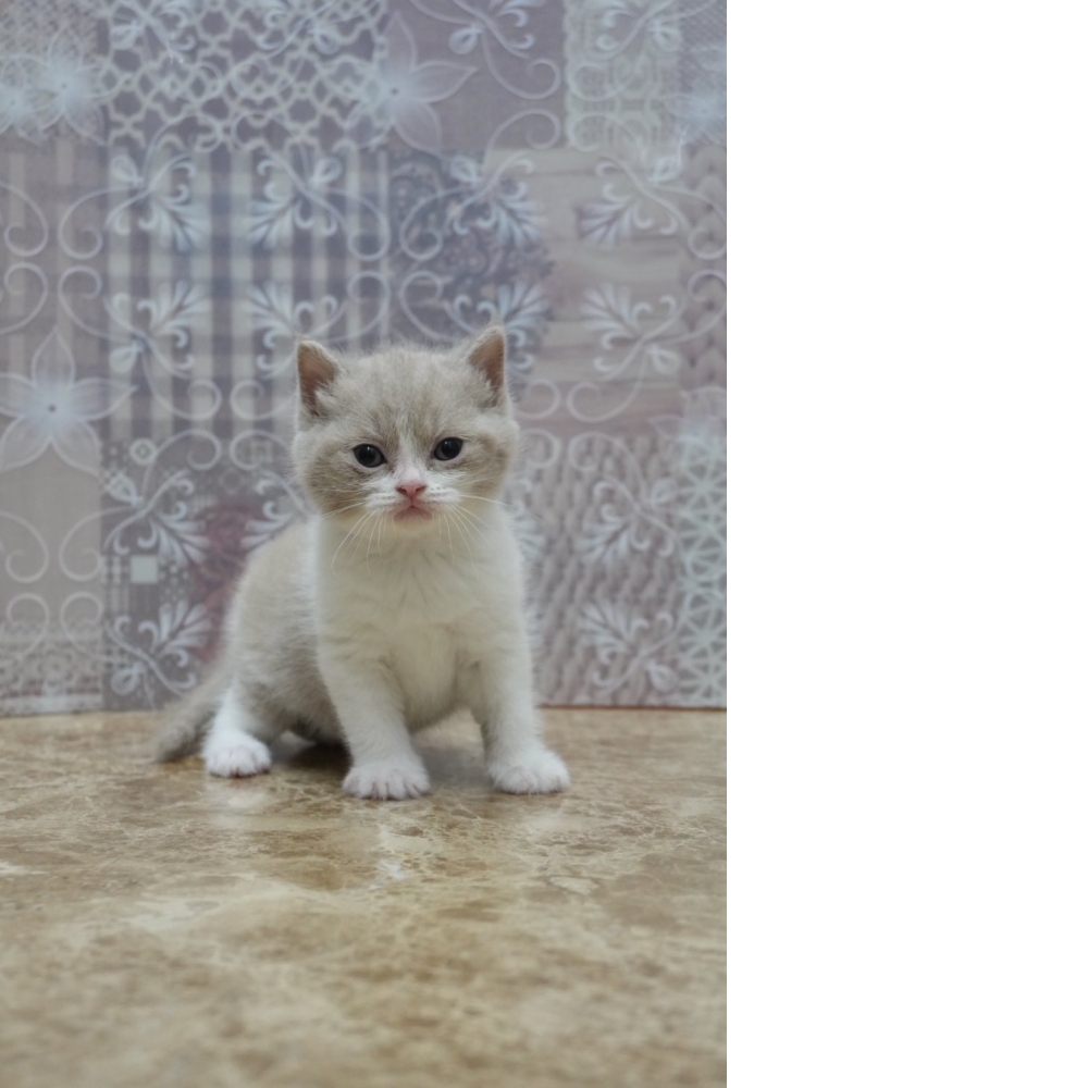 藍白英短貓咪&紫丁香