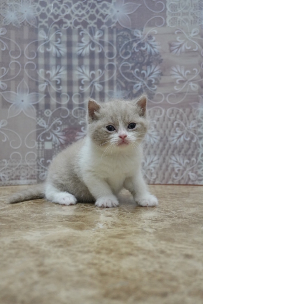 藍白英短貓咪&紫丁香英短貓咪&紫丁香賓士英短貓咪&黑白賓士英短貓咪(2026.02.28誕生)*