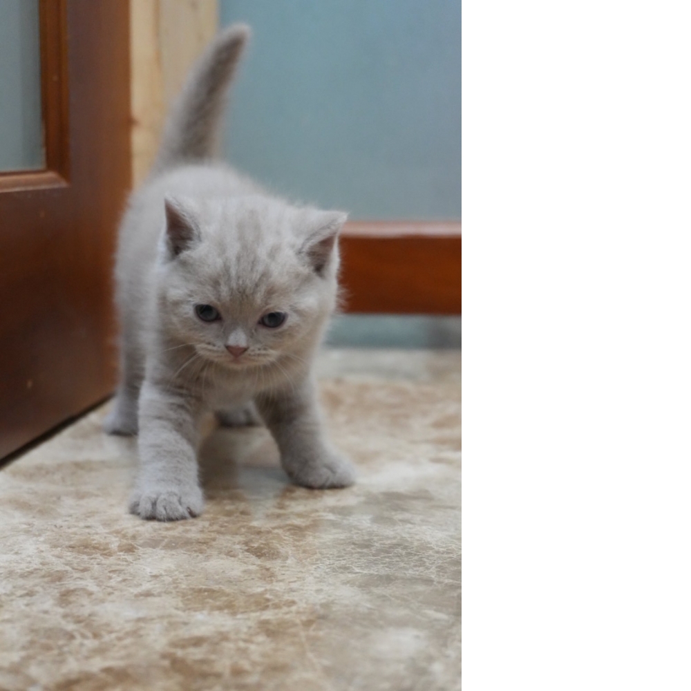 藍白英短貓咪&紫丁香英短貓咪&紫丁香賓士英短貓咪&黑白賓士英短貓咪(2026.02.28誕生)*