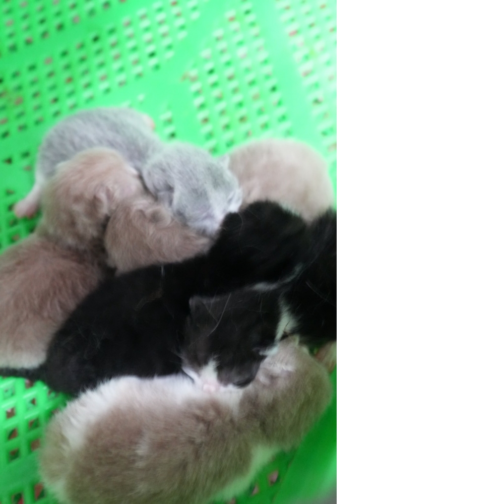 藍白英短貓咪&紫丁香英短貓咪&紫丁香賓士英短貓咪&黑白賓士英短貓咪(2026.02.28誕生)*