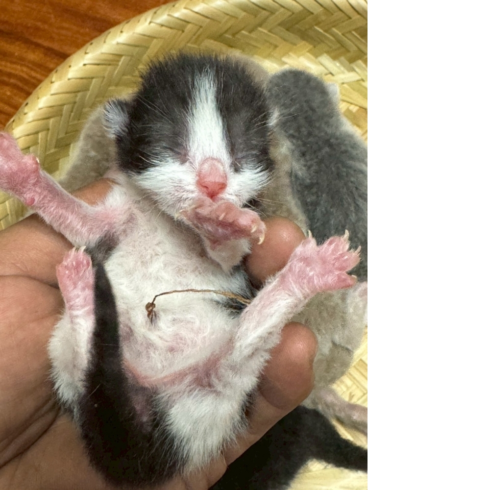 藍白英短貓咪&紫丁香英短貓咪&紫丁香賓士英短貓咪&黑白賓士英短貓咪(2026.02.28誕生)*