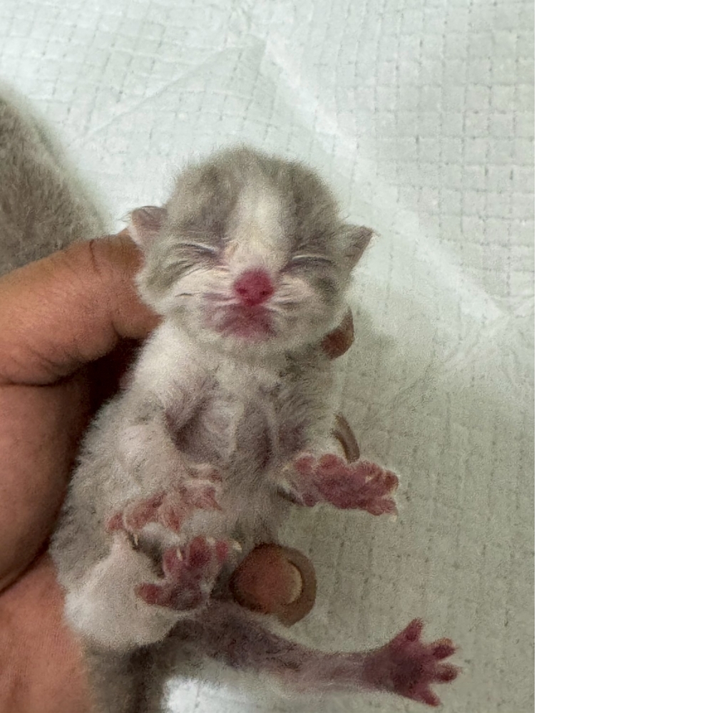 奶油賓士英短貓咪&奶