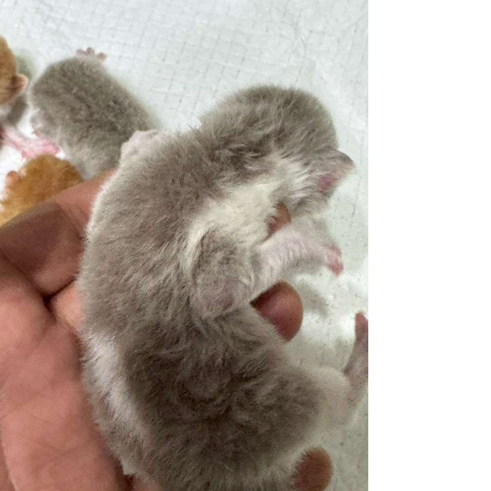 奶油賓士英短貓咪&奶油多白英短貓咪&紫丁香賓士英短貓咪&紫丁香英短貓咪(2026.04.06誕生)