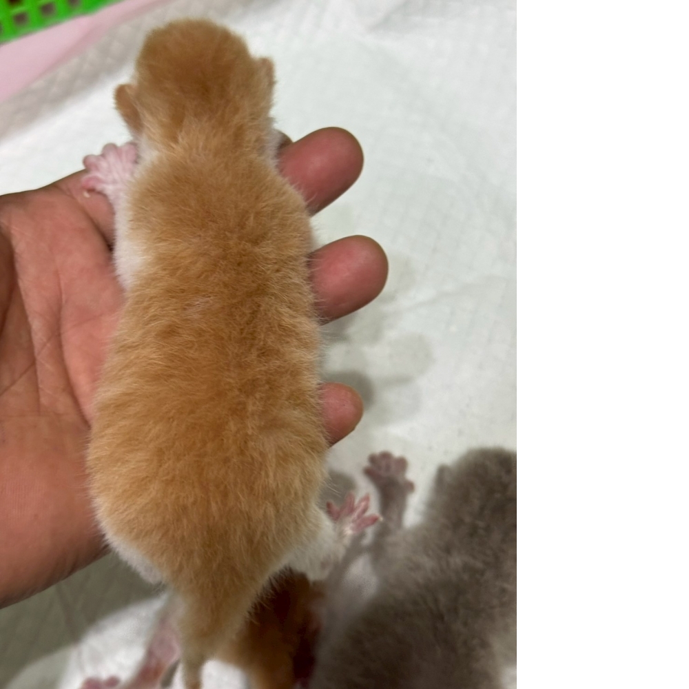 奶油賓士英短貓咪&奶油多白英短貓咪&紫丁香賓士英短貓咪&紫丁香英短貓咪(2026.04.06誕生)