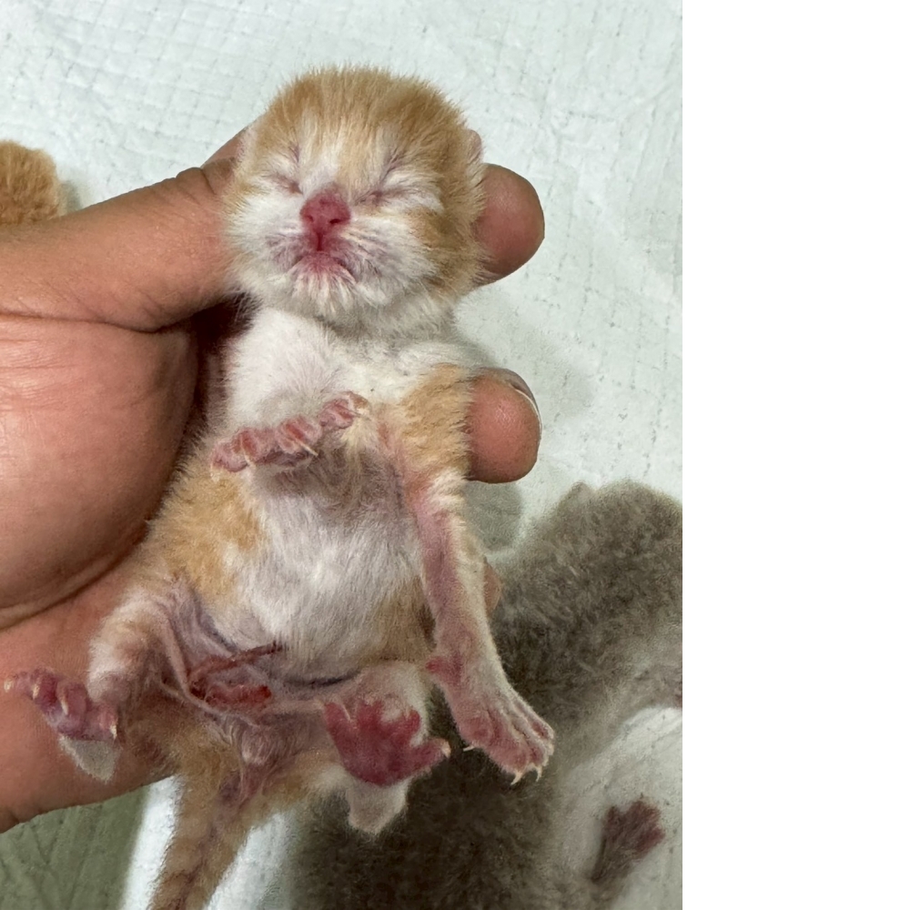 奶油賓士英短貓咪&奶油多白英短貓咪&紫丁香賓士英短貓咪&紫丁香英短貓咪(2026.04.06誕生)