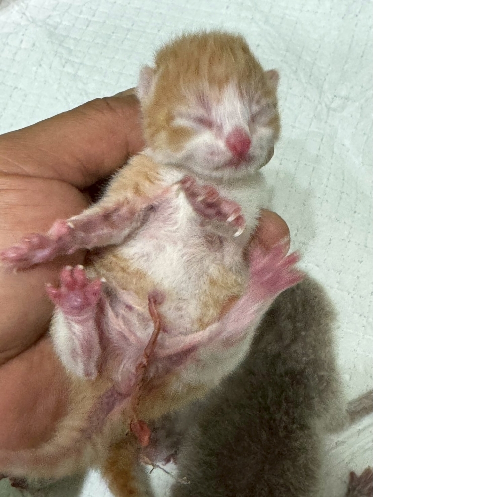 奶油賓士英短貓咪&奶油多白英短貓咪&紫丁香賓士英短貓咪&紫丁香英短貓咪(2026.04.06誕生)