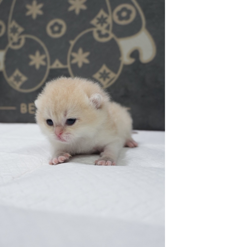 藍金漸層英短貓咪弟弟(2026.03.27誕生)*