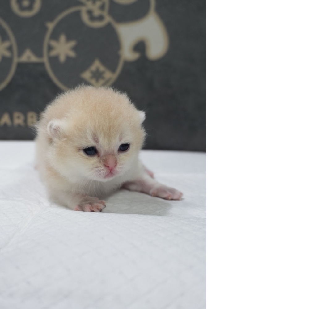 藍金漸層英短貓咪弟弟(2026.03.27誕生)*