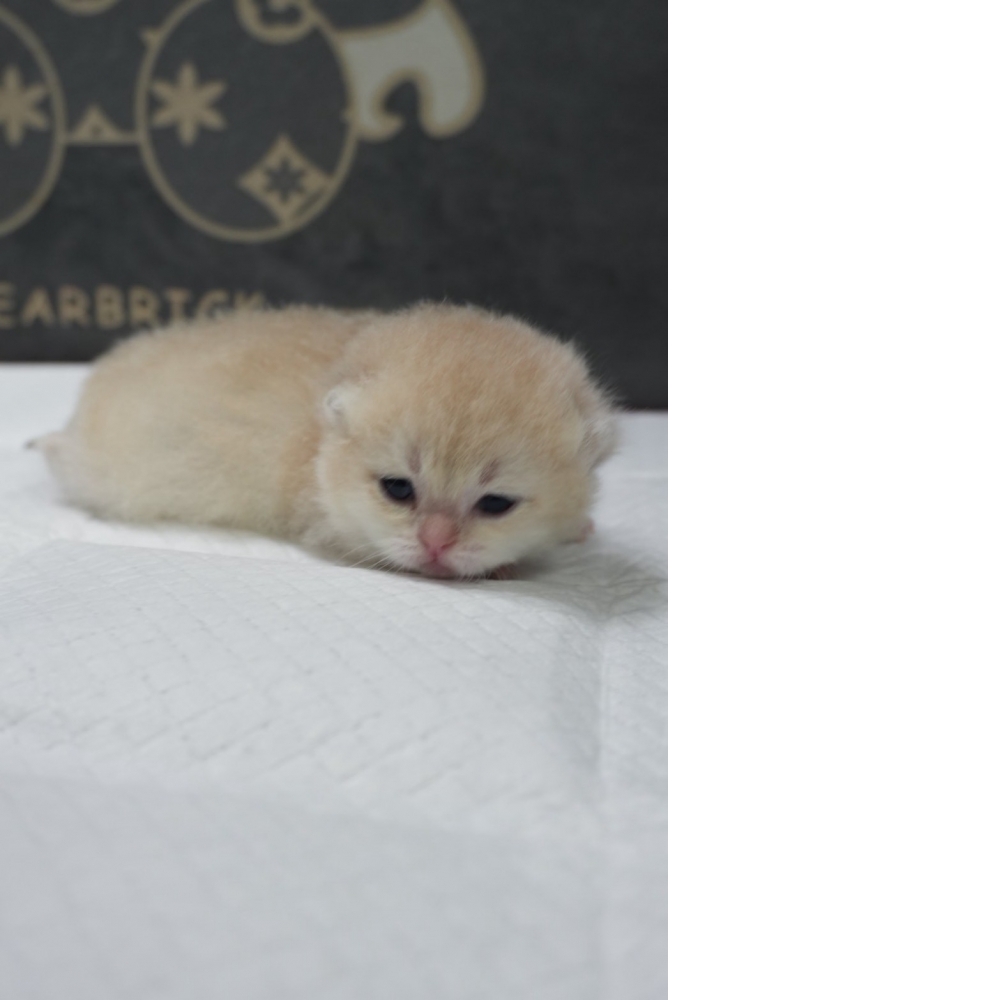 藍金漸層英短貓咪弟弟(2026.03.27誕生)*