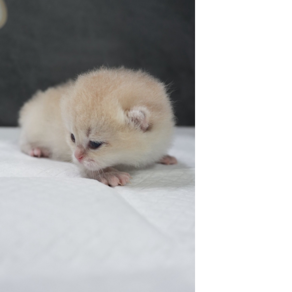 藍金漸層英短貓咪弟弟(2026.03.27誕生)*