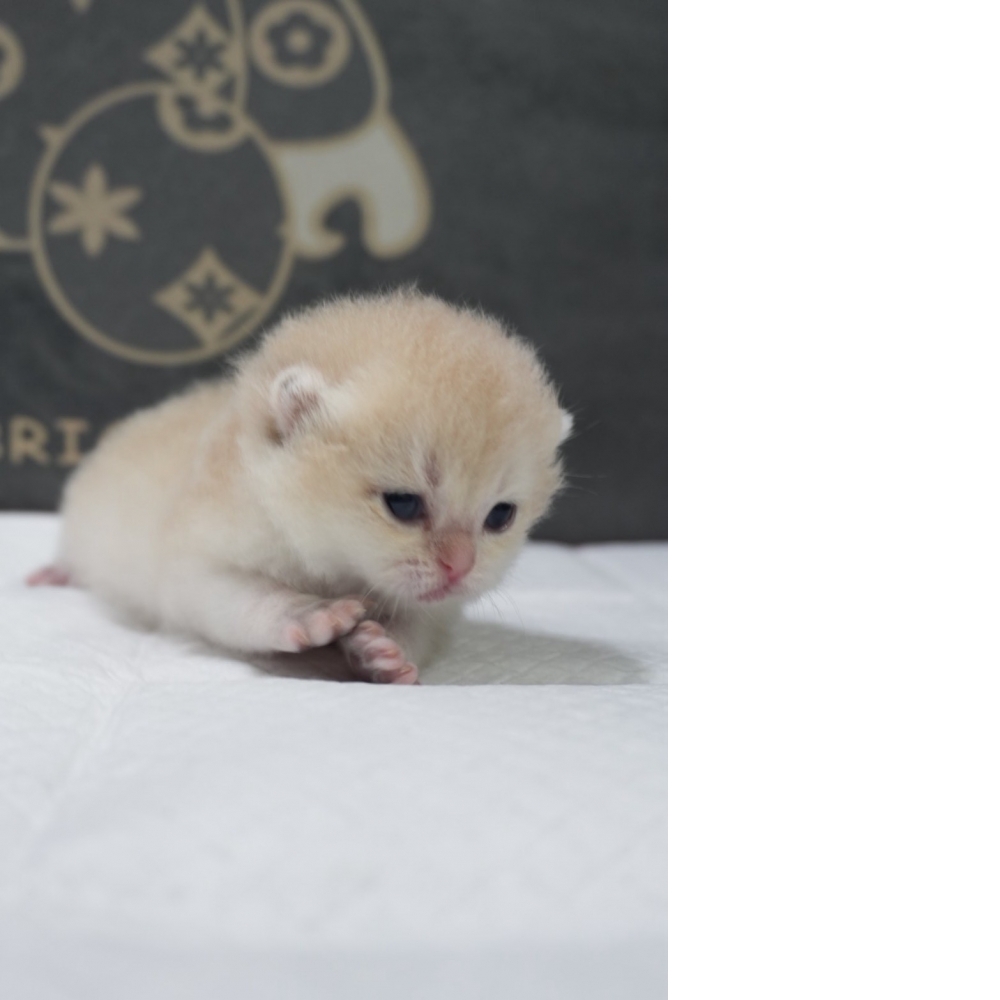 藍金漸層英短貓咪弟弟