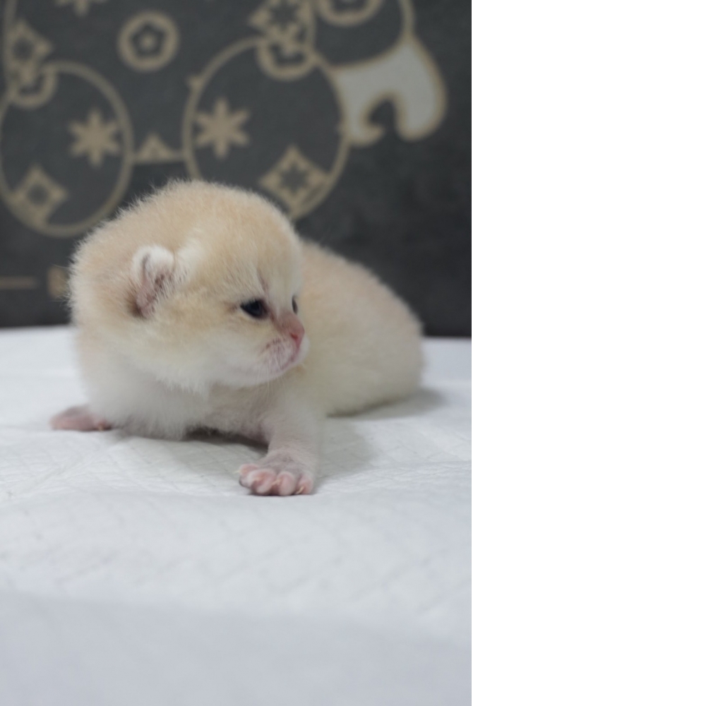 藍金漸層英短貓咪弟弟(2026.03.27誕生)*