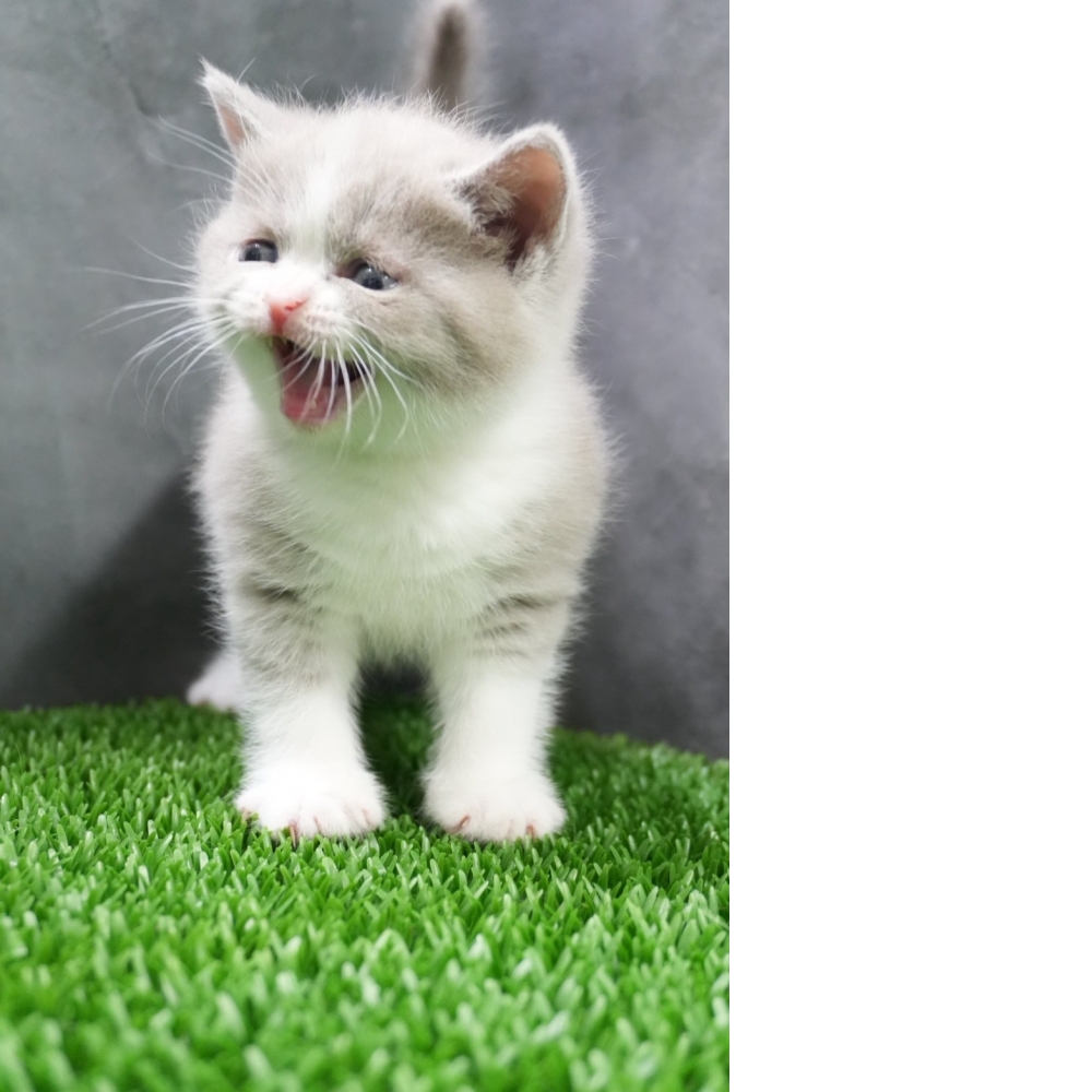 紫丁香賓士英短貓咪(