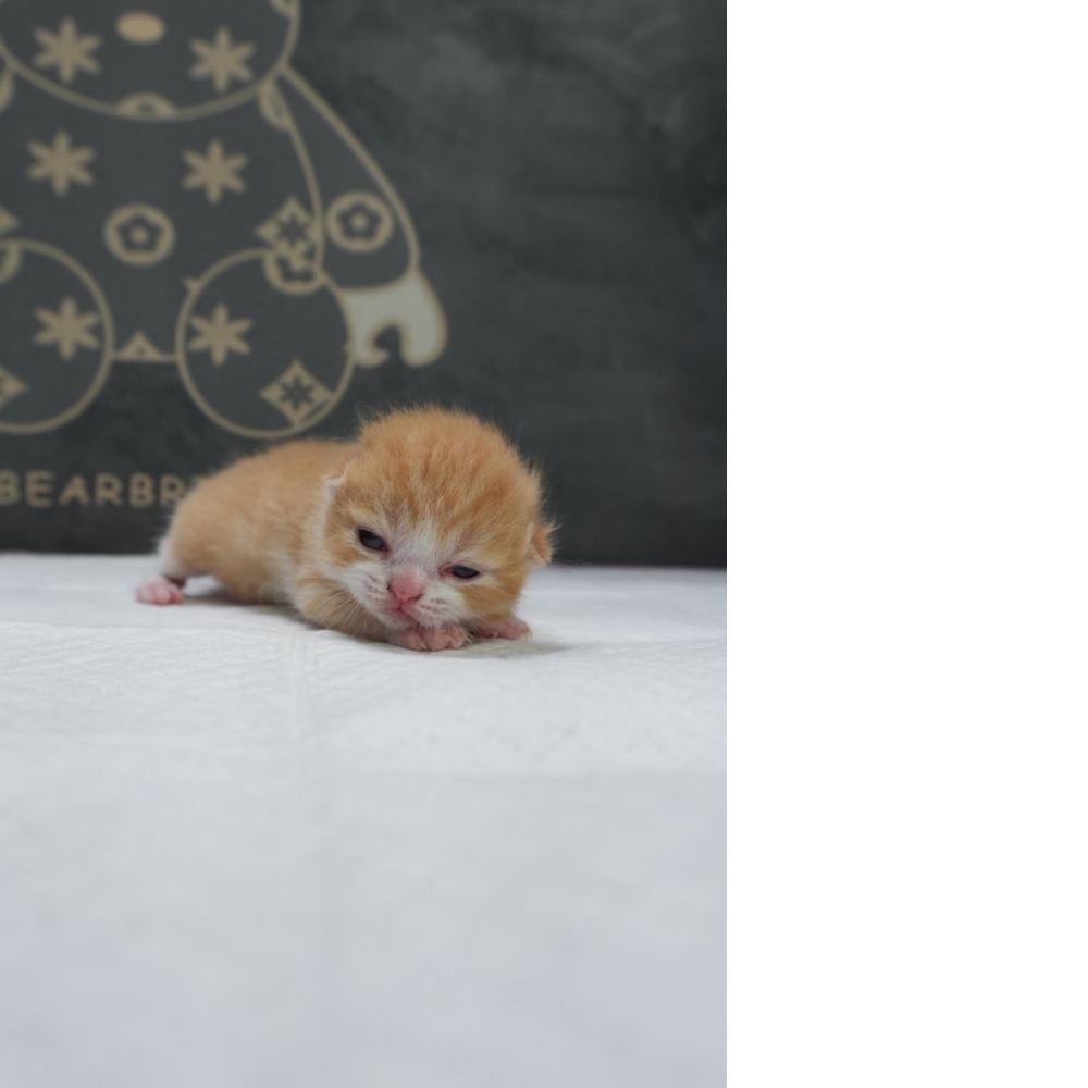 奶油賓士英短貓咪(2026.04.06誕生)