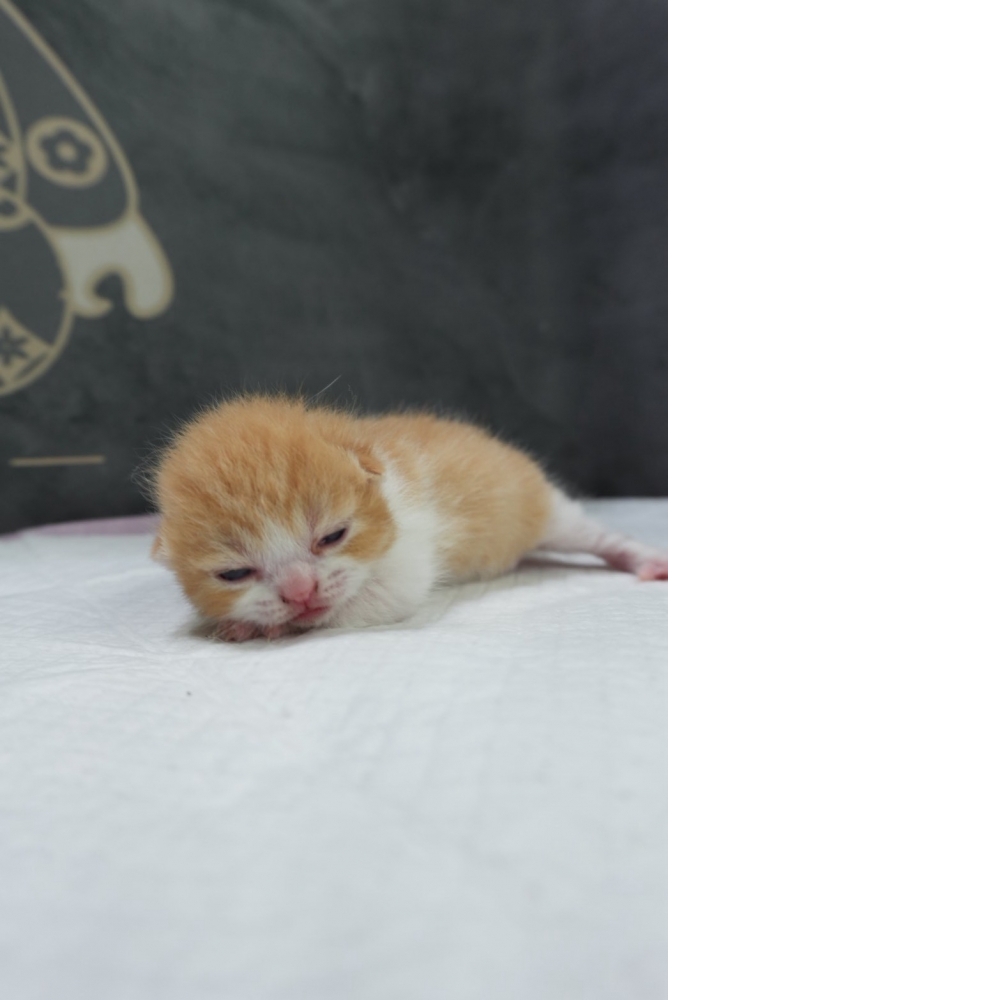 奶油賓士英短貓咪(2026.04.06誕生)