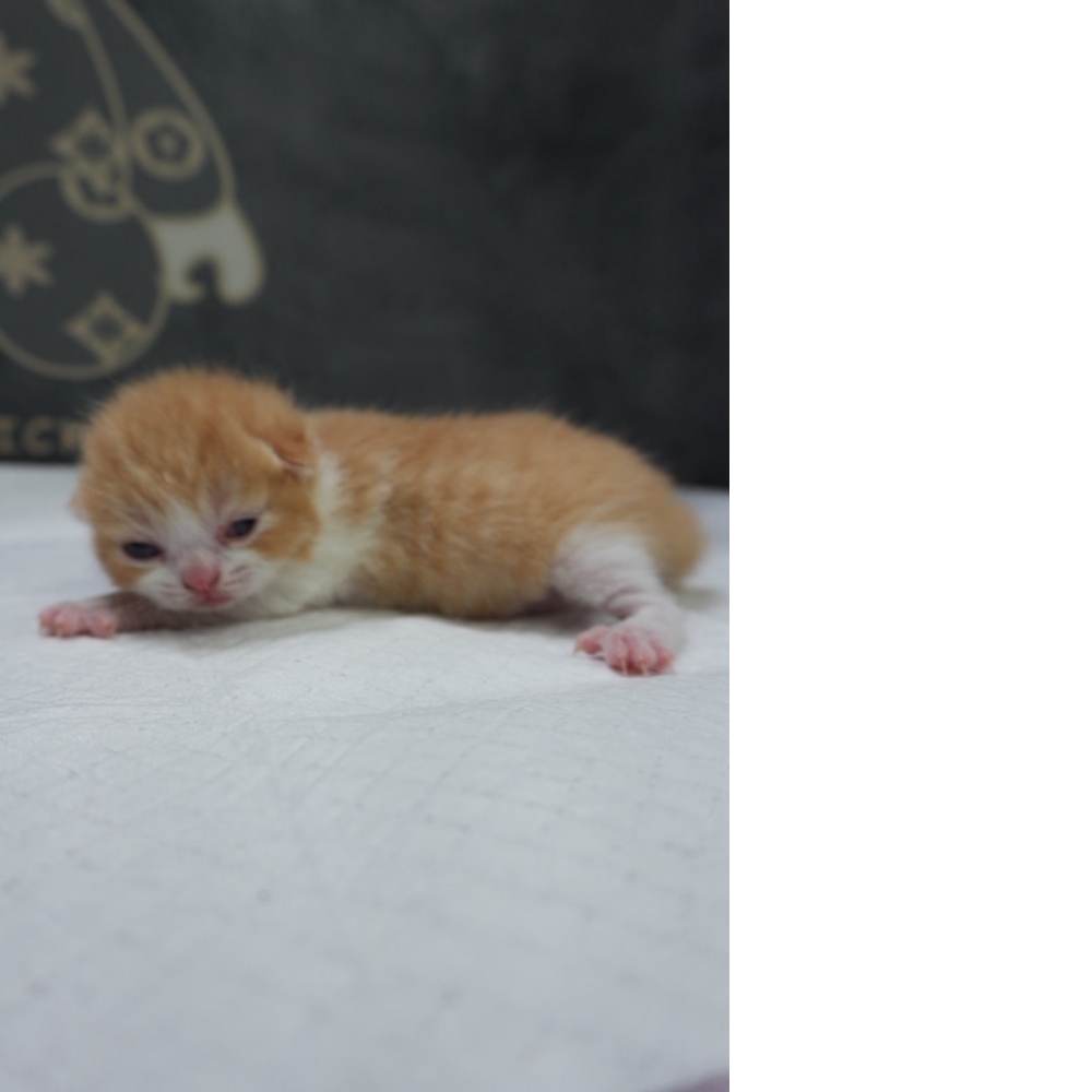 奶油賓士英短貓咪(2026.04.06誕生)