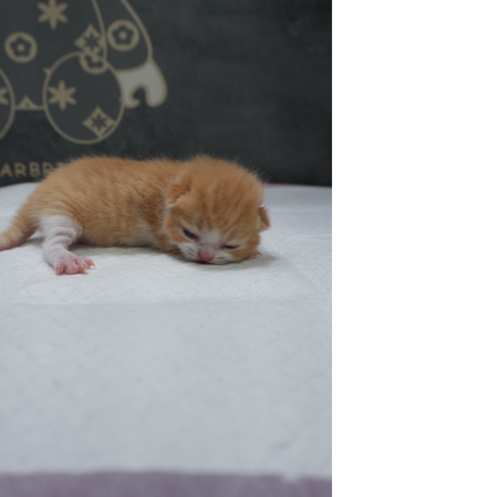 奶油賓士英短貓咪(2