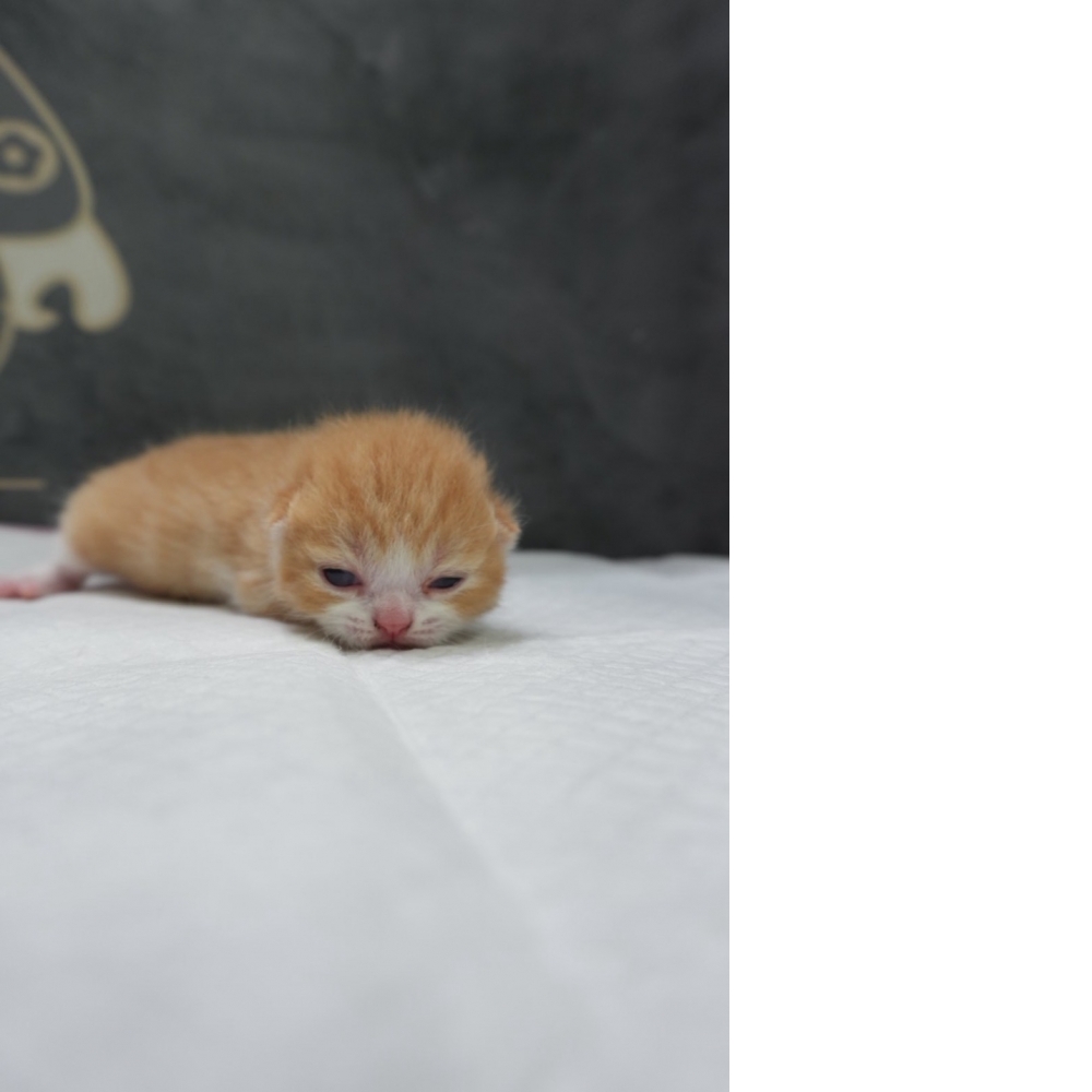 奶油賓士英短貓咪(2026.04.06誕生)