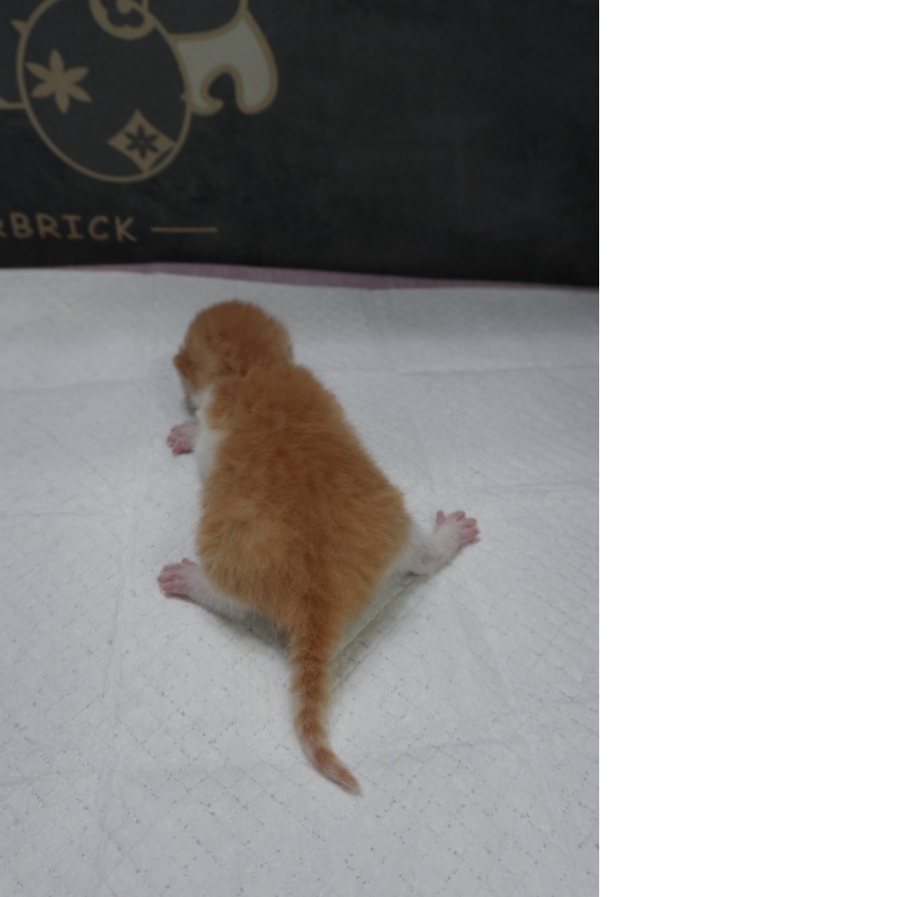 奶油賓士英短貓咪(2026.04.06誕生)