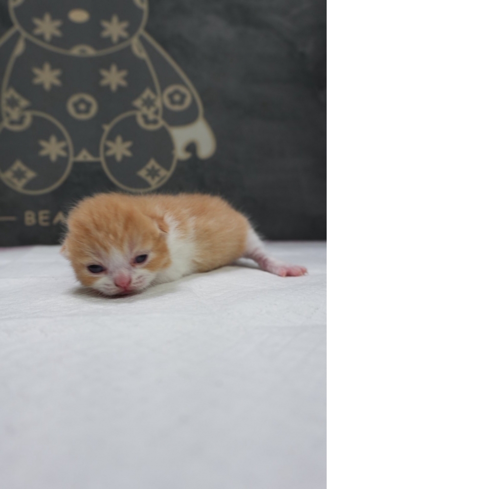 奶油賓士英短貓咪(2026.04.06誕生)