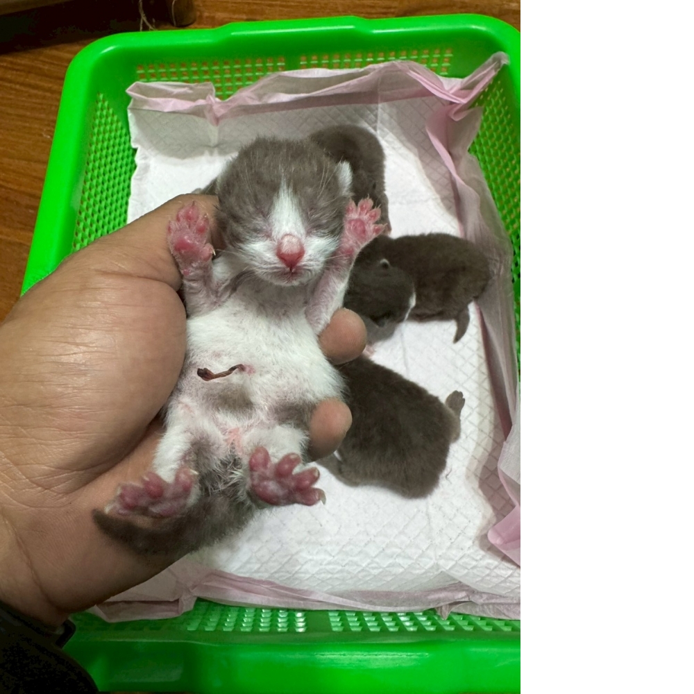 肉桂色英短貓咪&肉桂