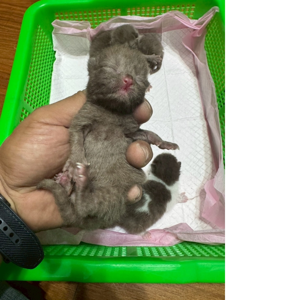 肉桂色英短貓咪&肉桂色賓士英短貓咪(2026.04.13誕生)