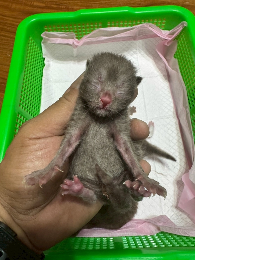 肉桂色英短貓咪&肉桂色賓士英短貓咪(2026.04.13誕生)