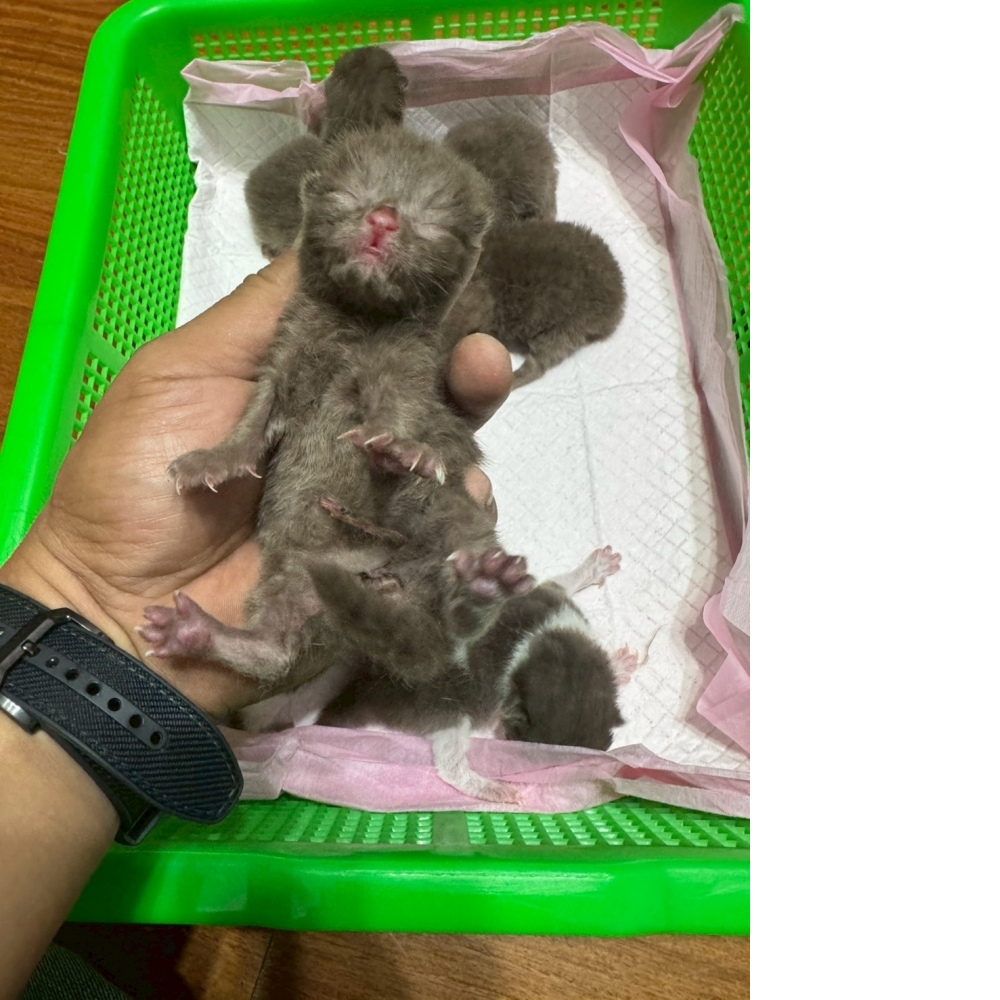 肉桂色英短貓咪&肉桂色賓士英短貓咪(2026.04.13誕生)