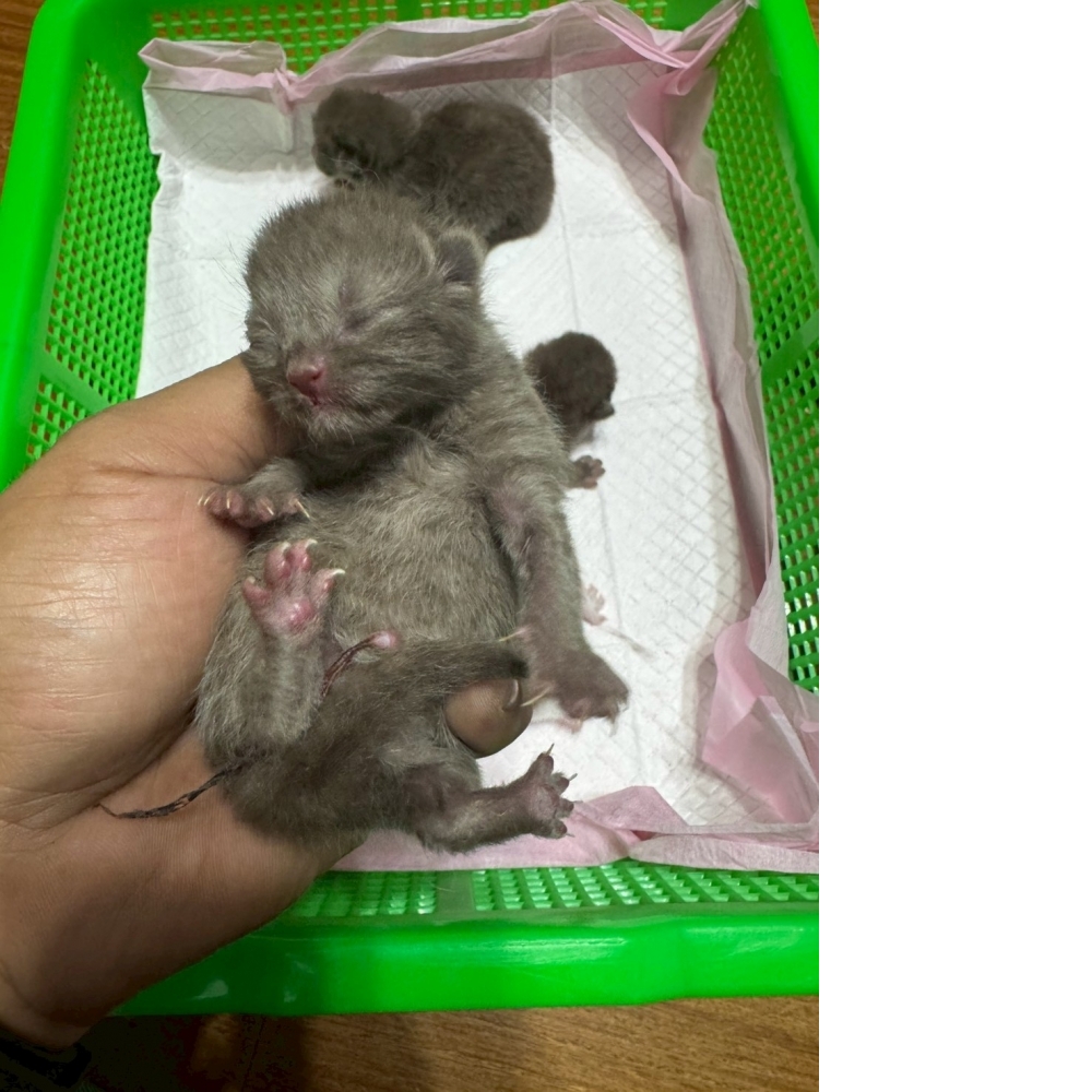 肉桂色英短貓咪&肉桂色賓士英短貓咪(2026.04.13誕生)