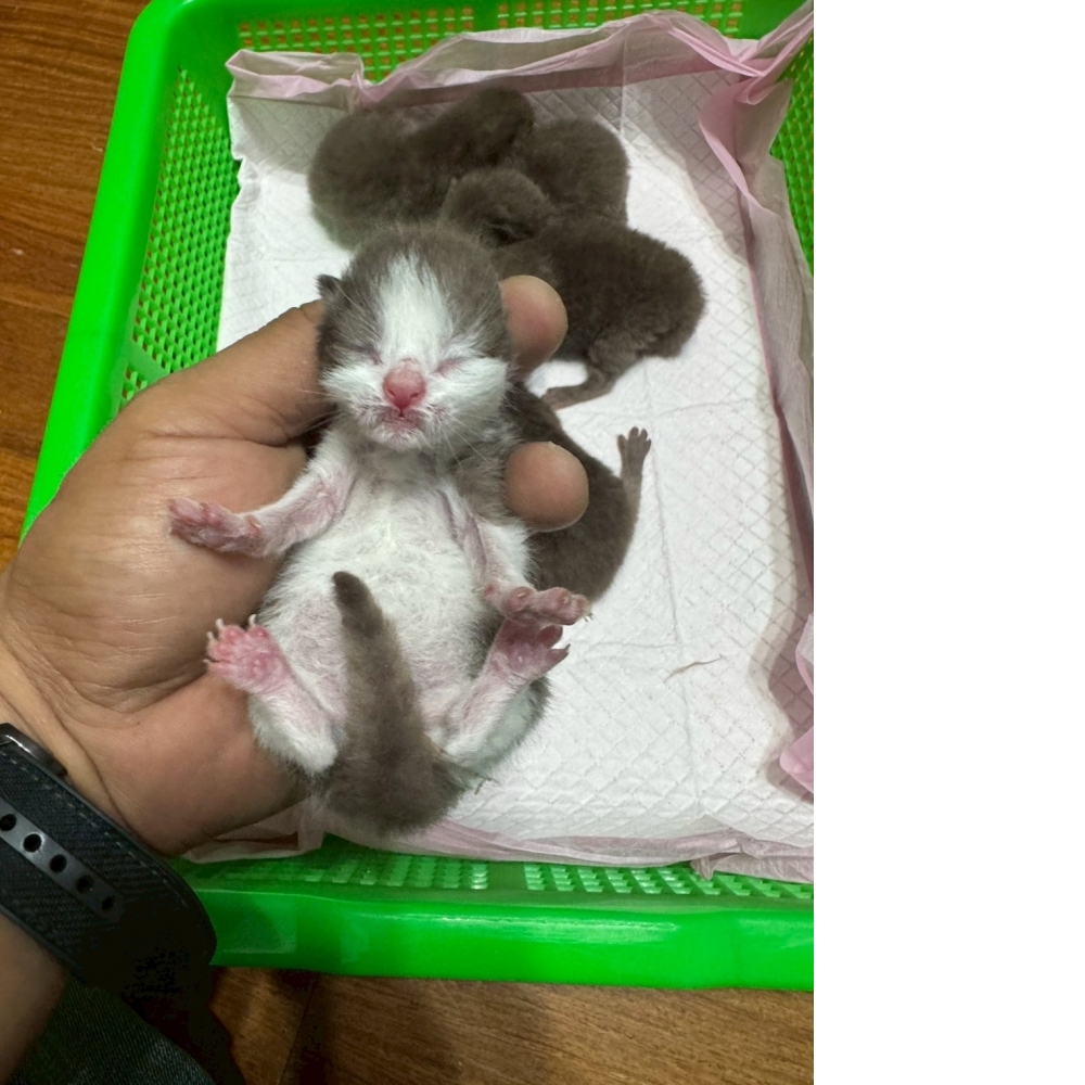 肉桂色英短貓咪&肉桂色賓士英短貓咪(2026.04.13誕生)