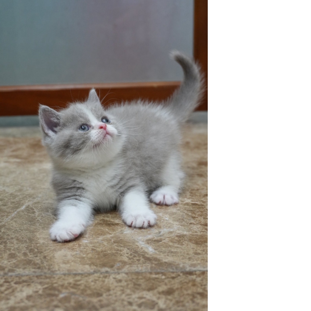 紫丁香賓士英短貓咪(