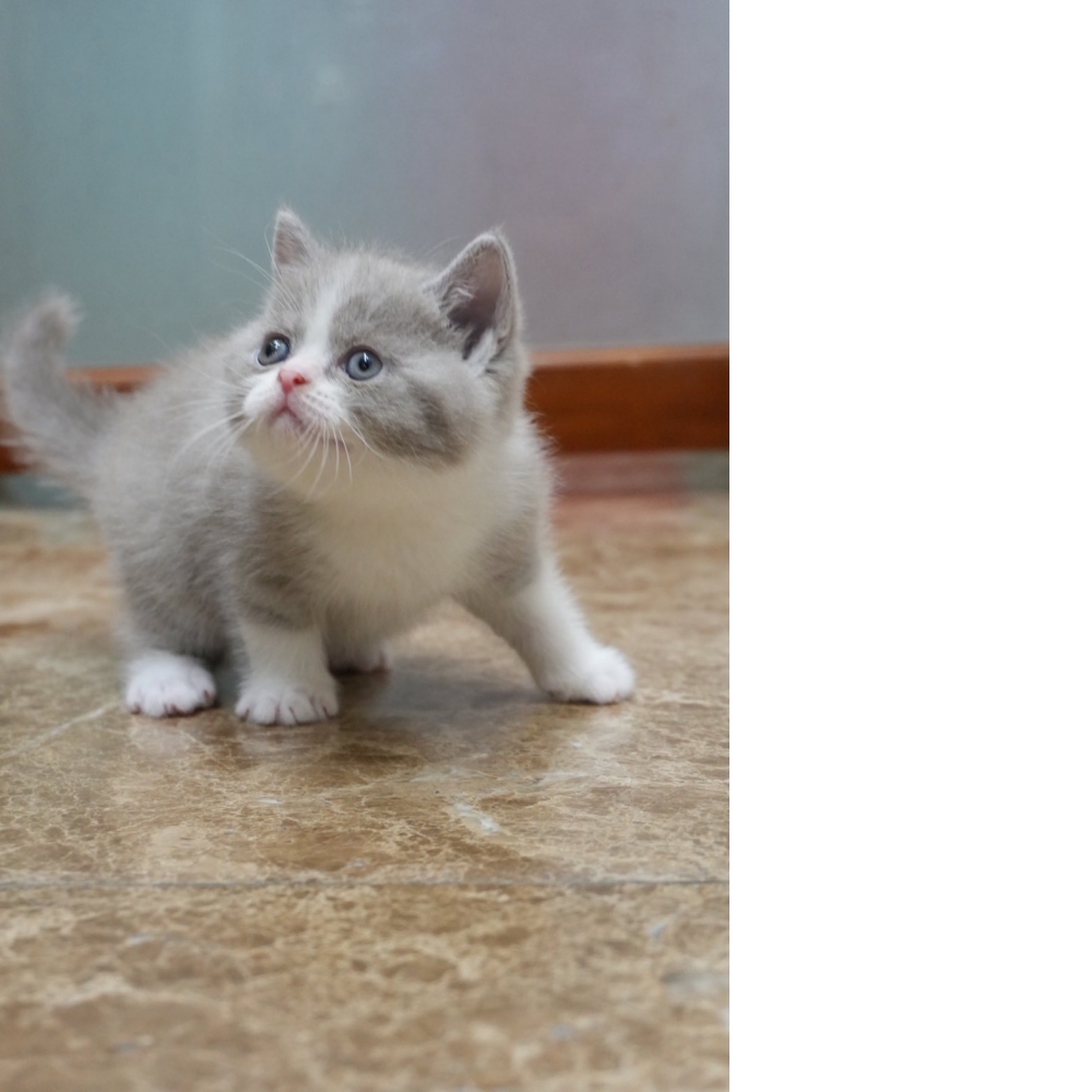 紫丁香賓士英短貓咪(2026.03.08誕生)