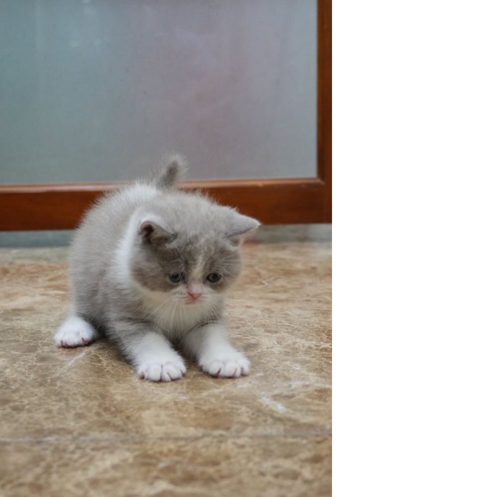 紫丁香賓士英短貓咪(2026.03.08誕生)