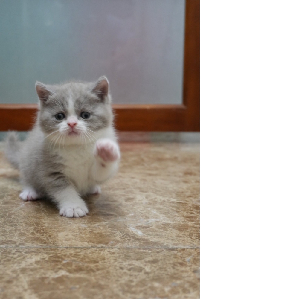 紫丁香賓士英短貓咪(2026.03.08誕生)