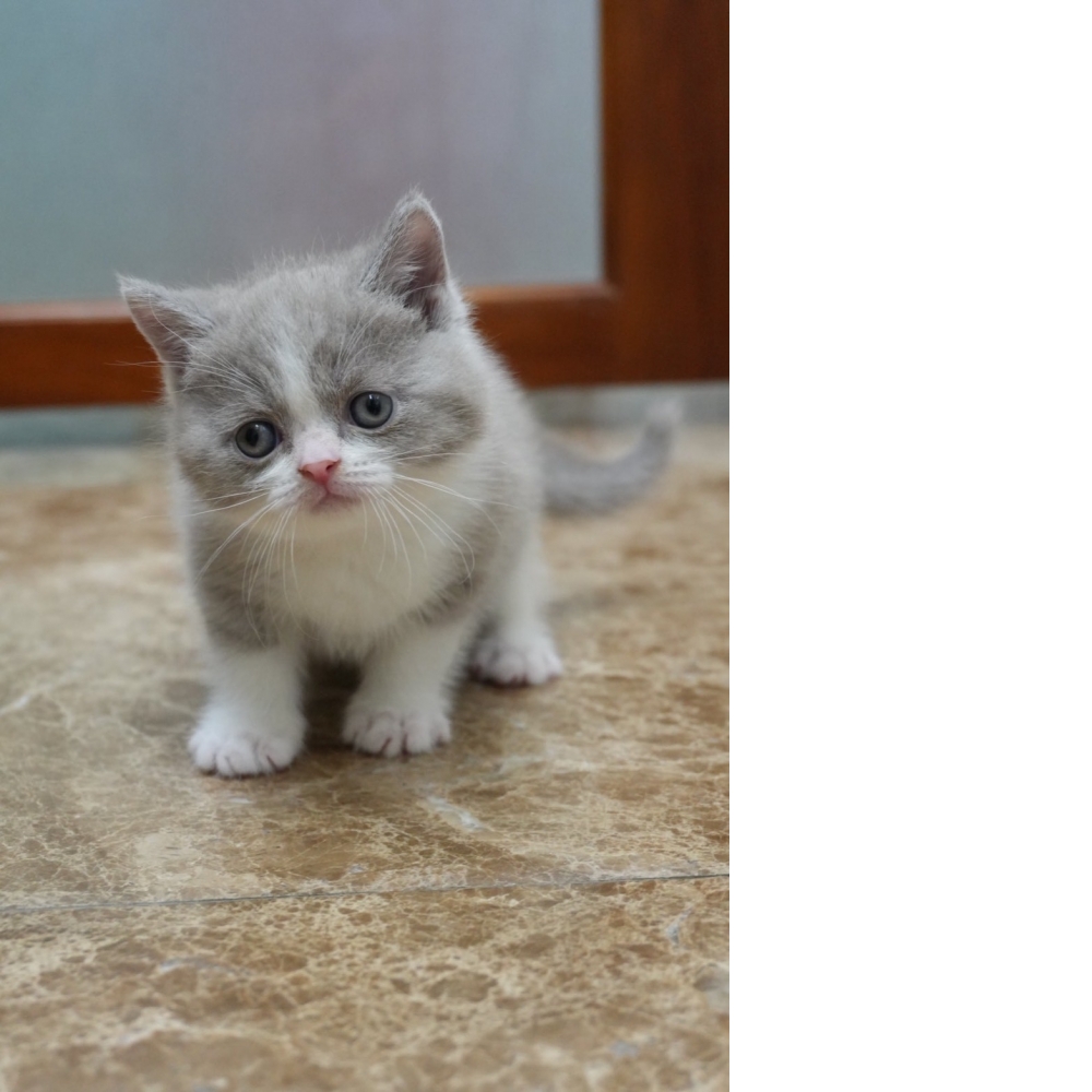 紫丁香賓士英短貓咪(2026.03.08誕生)