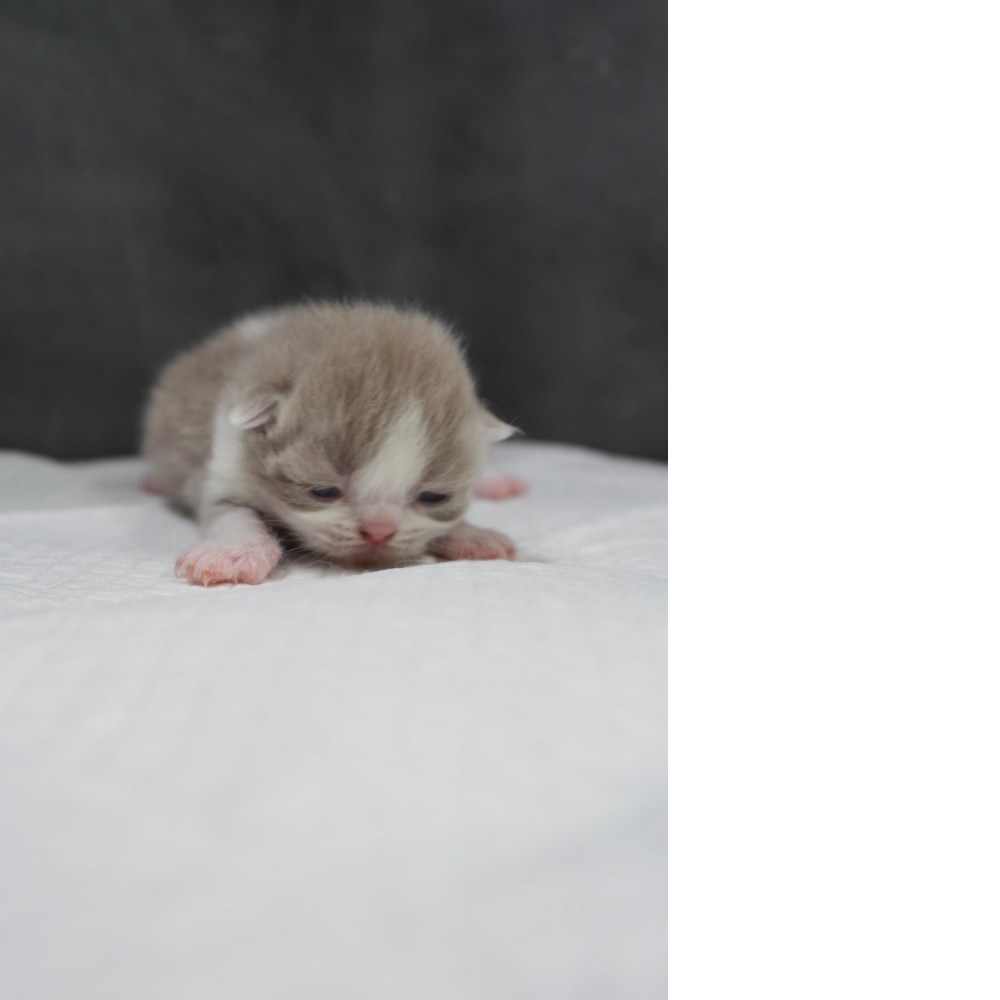 紫丁香賓士英短貓咪(