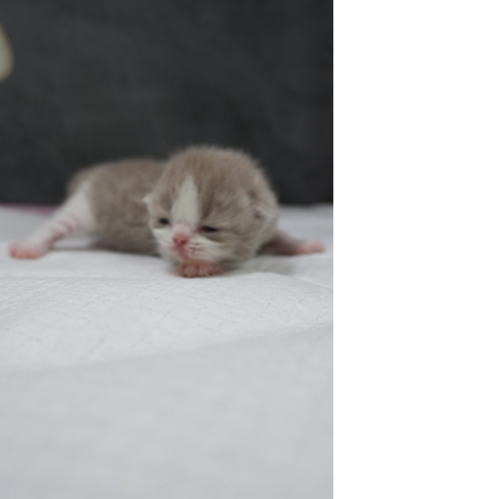 紫丁香賓士英短貓咪(2026.04.06誕生)*